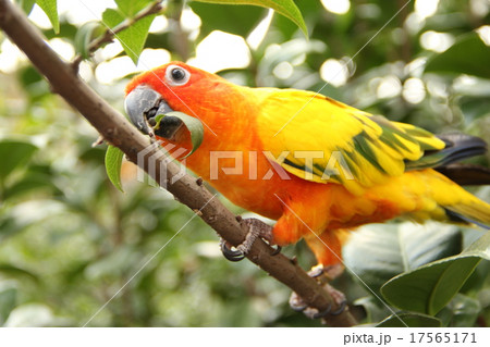 コガネメキシコインコの葉っぱ遊び コガネメキシコインコの葉っぱ遊び 17565171