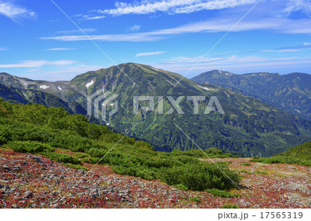 草紅葉と雪倉岳、朝日岳 17565319