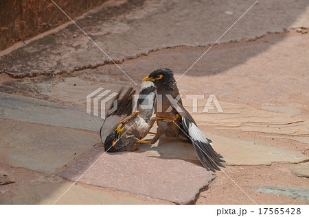 インドハッカの喧嘩 17565428