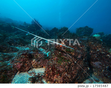 泳ぐアオヤガラB 17565487