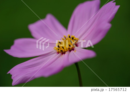 コスモス 17565712