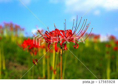 彼岸花 17565928