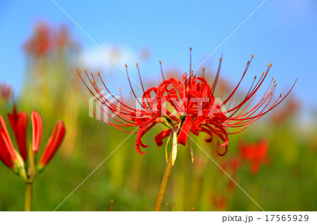 彼岸花 17565929
