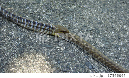 蛇が蛇を丸飲み 17566045