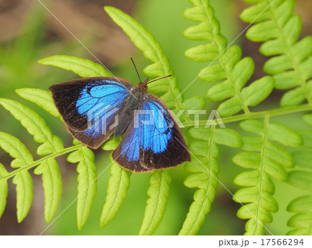 ムラサキシジミ 17566294