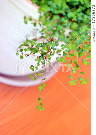 サギナ サギナ 17566372