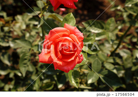 バラ,スーパースター バラ,スーパースター 17566504