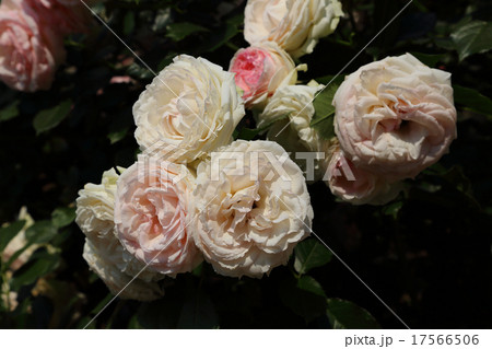 バラ,ピエール・ドゥ・ロンサール 17566506