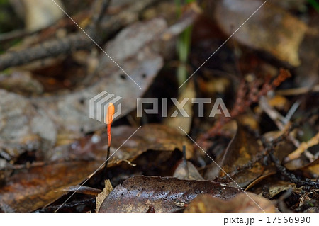 冬虫夏草 17566990