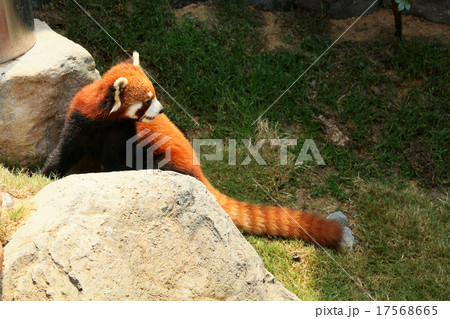Red panda walking  17568665