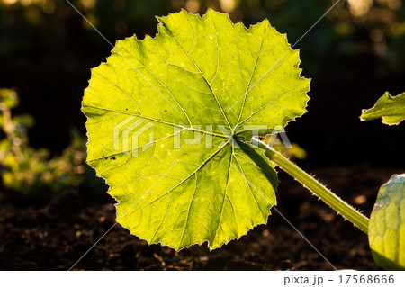 illuminated big leaf veins closeup 17568666