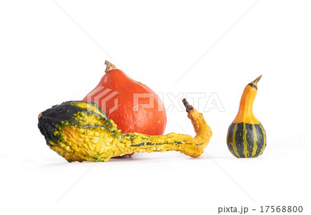 Gourd family. 17568800