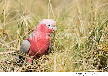 australia red and white parrot cacatua portrait 17568993