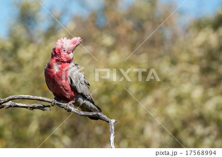 australia red and white parrot cacatua portrait 17568994