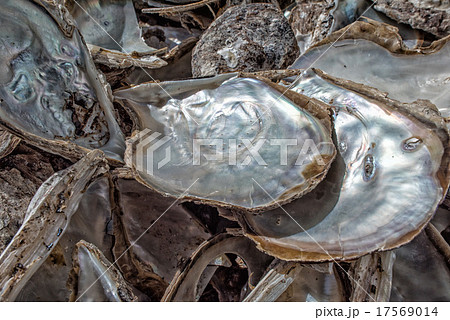 pearl factory on the sea pearl factory on the sea 17569014