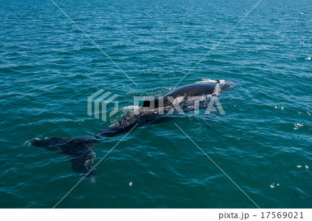 Humpback whales swimming in Australia 17569021