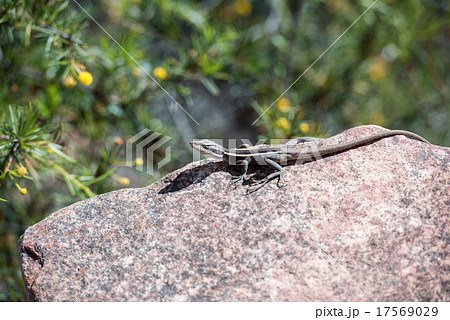 australia long tail lizard portrait 17569029