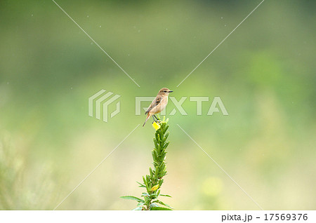 ノビタキ 17569376