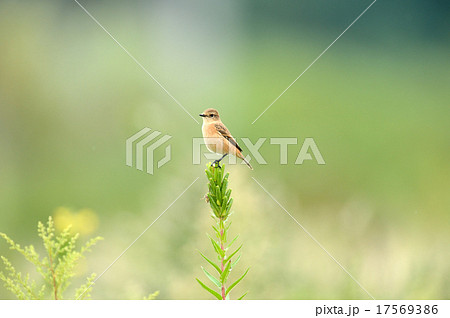 ノビタキ 17569386