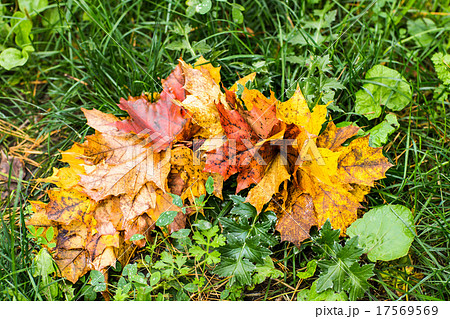 intensely colorful autumn maple leaf 17569569