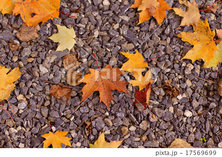 Colorful autumn leaves lying  17569699