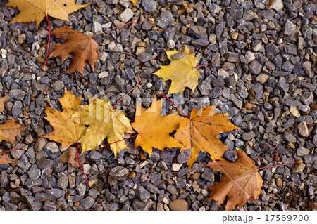 Colorful autumn leaves lying  17569700