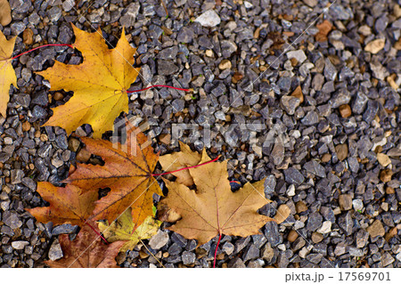 Colorful autumn leaves lying Colorful autumn leaves lying 17569701
