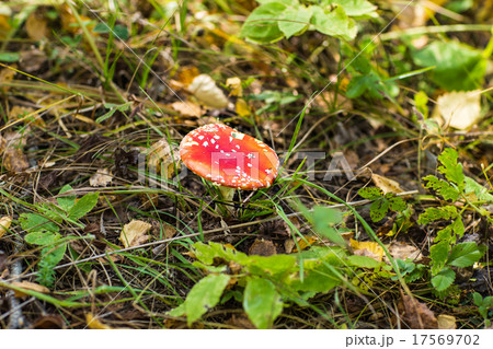 Close-up picture of a Amanita poisonous mushroom 17569702