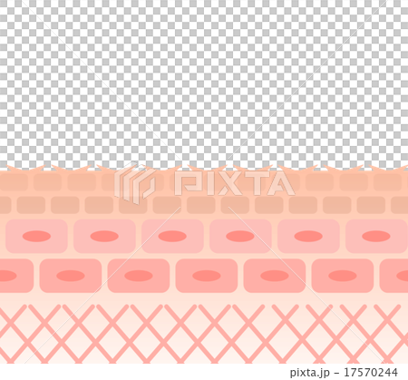 皮膚乾燥 17570244