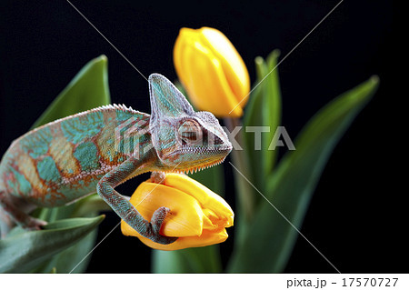 Chameleon and flower, bright vivid exotic climate 17570727
