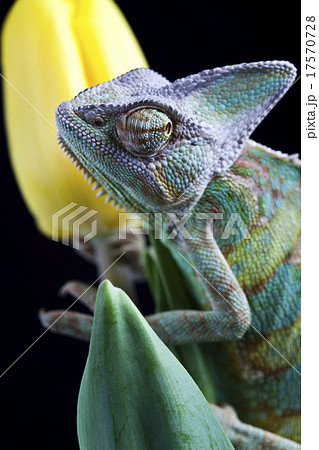Chameleon and flower, bright vivid exotic climate 17570728