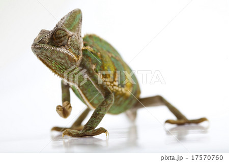 Chameleon, bright vivid exotic climate Chameleon, bright vivid exotic climate 17570760