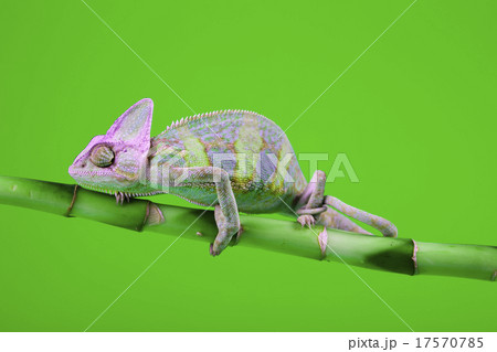 Lizard families, Chameleon Lizard families, Chameleon 17570785