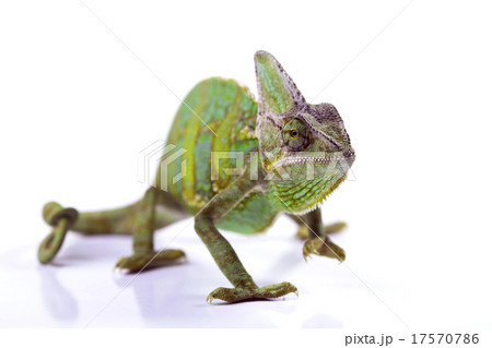 Lizard families, Chameleon Lizard families, Chameleon 17570786