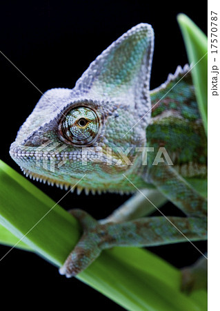 Lizard families, Chameleon 17570787