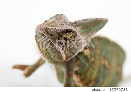 Lizard families, Chameleon 17570788