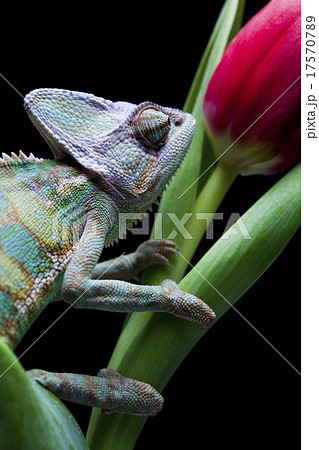 Lizard families, Chameleon Lizard families, Chameleon 17570789