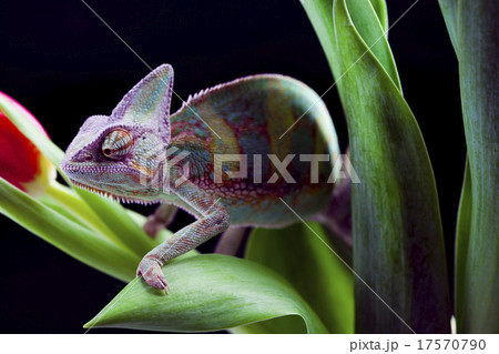 Chameleon, bright vivid exotic climate 17570790