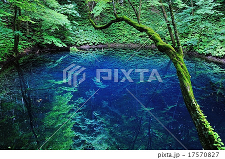 十二湖の青池 十二湖の青池 17570827