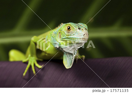 Close-up on a iguana, bright colorful vivid theme 17571135