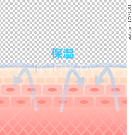 皮膚剖面圖 17571191