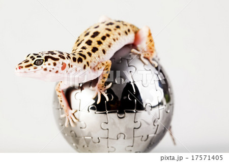 Gecko in globe, bright colorful vivid theme 17571405