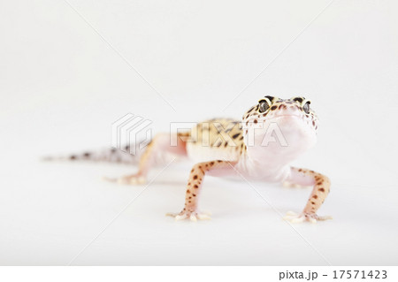 Gecko, bright colorful vivid theme 17571423