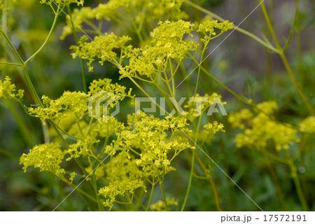 オミナエシ 17572191