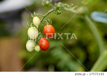 紅白のトマト 紅白のトマト 17572192