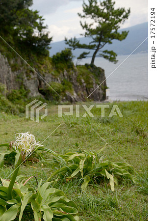 ハマナスの咲く海辺 ハマナスの咲く海辺 17572194
