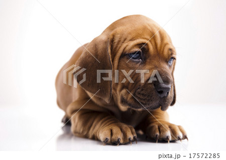 Puppies amstaff,dachshund, beautiful bright pet  17572285