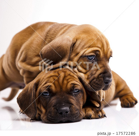 Puppy, beautiful bright pet concept 17572286