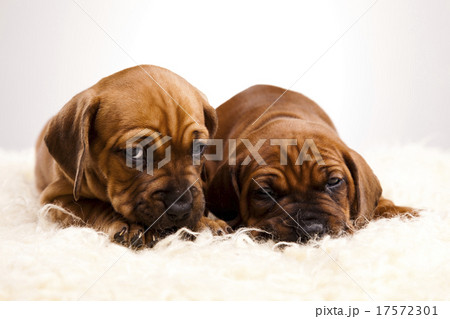 Dogs, beautiful bright pet concept 17572301