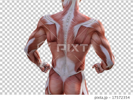 Mastered male perming3DCG插圖素材 17572354